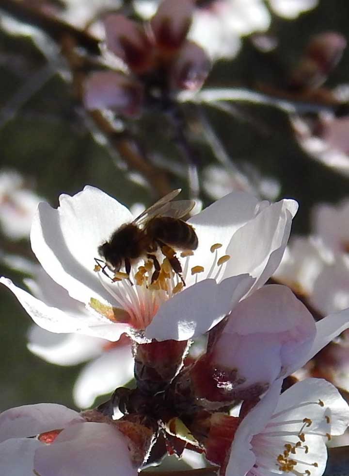 Miel del néctar de las flores